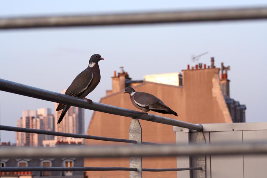 photo "pigeons" tags: , 