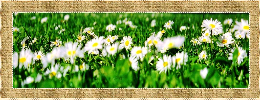 фото "***" метки: природа, цветы