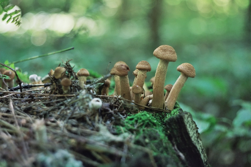 фото "грибы они и на пне грибы :)))" метки: натюрморт, природа, 