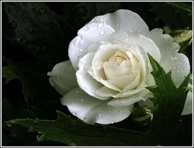 фото "Белая роза" метки: природа, цветы