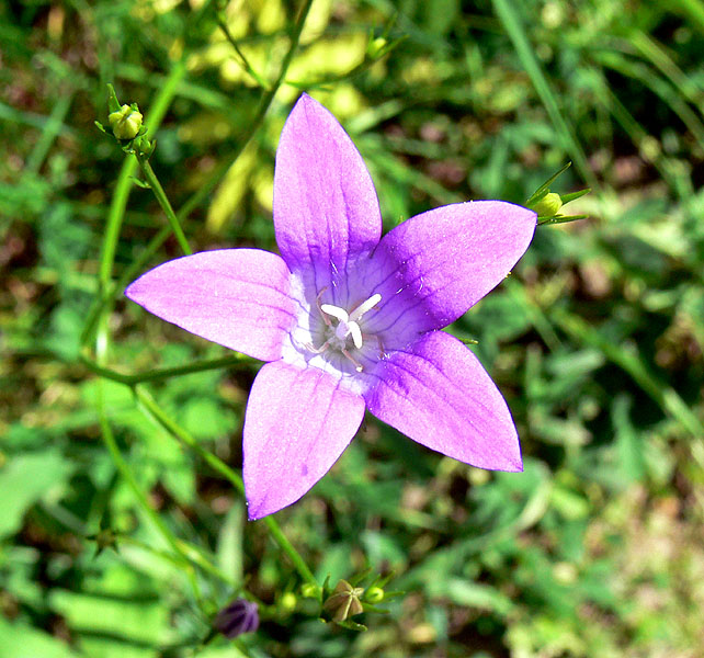 photo "Star" tags: nature, macro and close-up, flowers