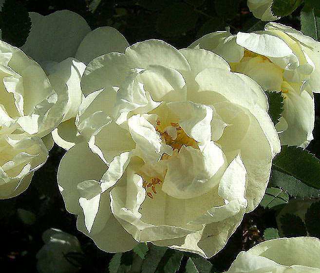 фото "дикая роза" метки: природа, цветы