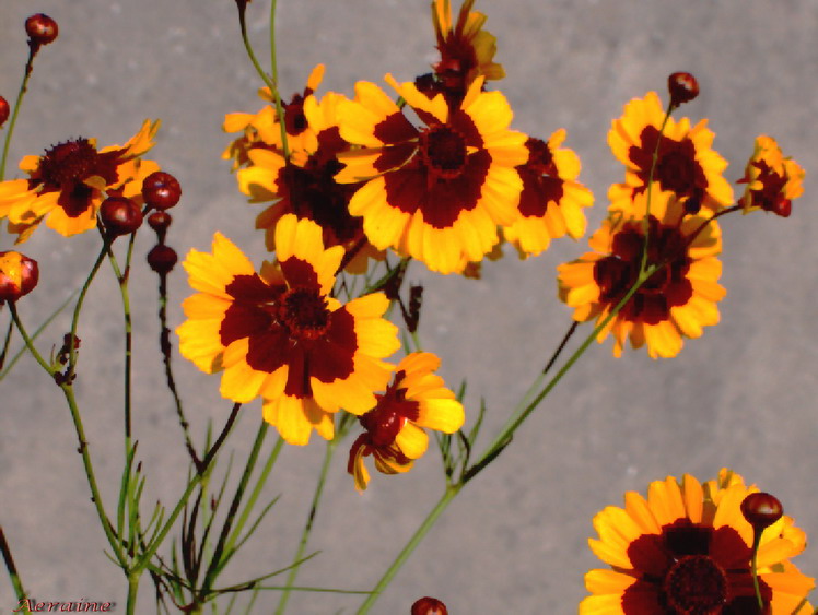 photo "Yellow skirts." tags: nature, landscape, flowers, summer