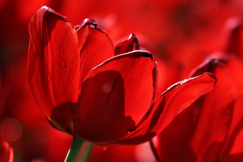 фото "после дождя 2" метки: природа, цветы
