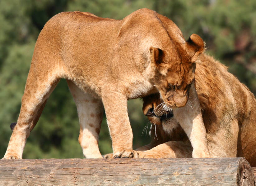 photo "Lions love" tags: nature, wild animals