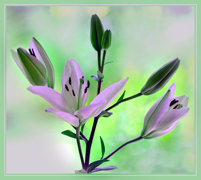 photo "LILLIES" tags: nature, flowers