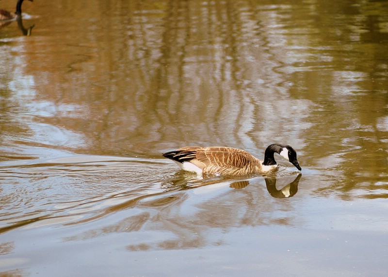 photo "Leisurely afternoon" tags: landscape, nature, water, wild animals