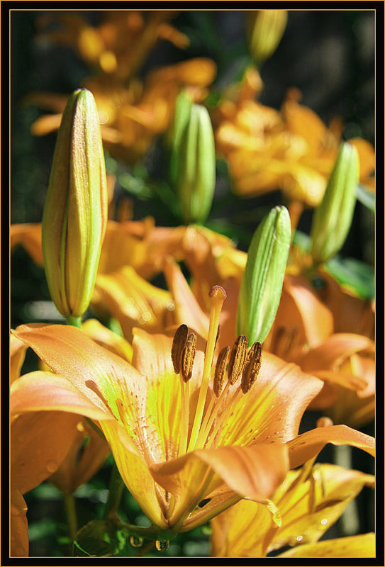 фото "Желтые цветы" метки: природа, макро и крупный план, цветы