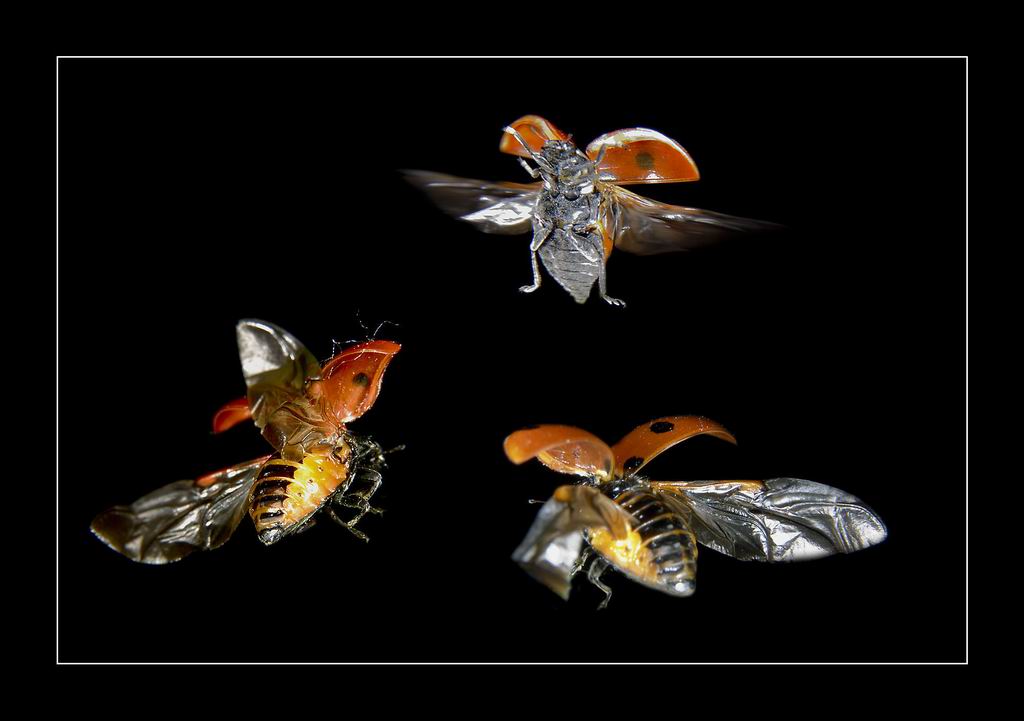 фото "Танцевать!" метки: макро и крупный план, природа, насекомое