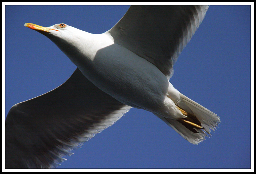 photo "Wings" tags: nature, genre, 