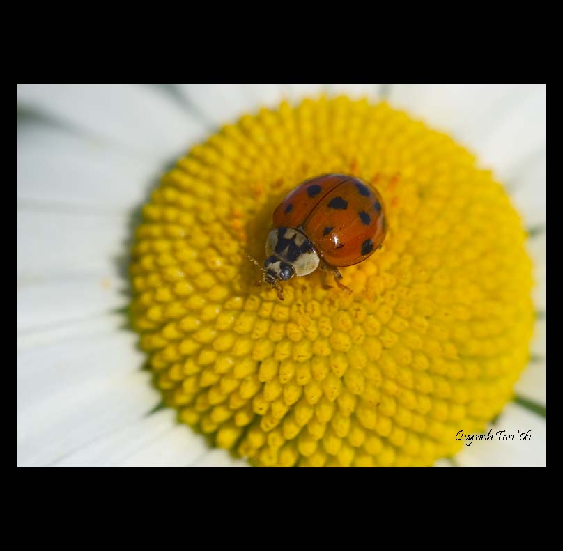 фото "Lady Bud" метки: природа, насекомое