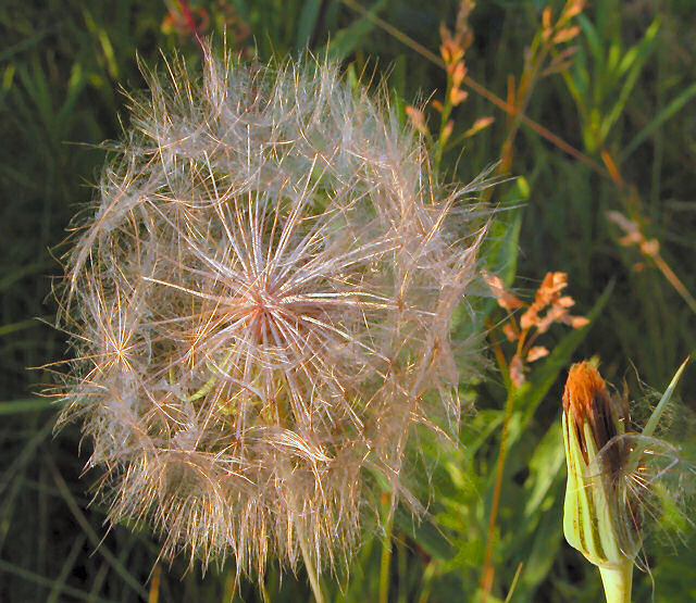 photo "weed whiskers" tags: nature, flowers