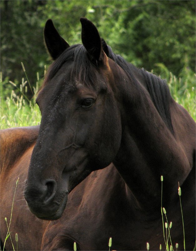 photo "Morning tired" tags: nature, portrait, pets/farm animals