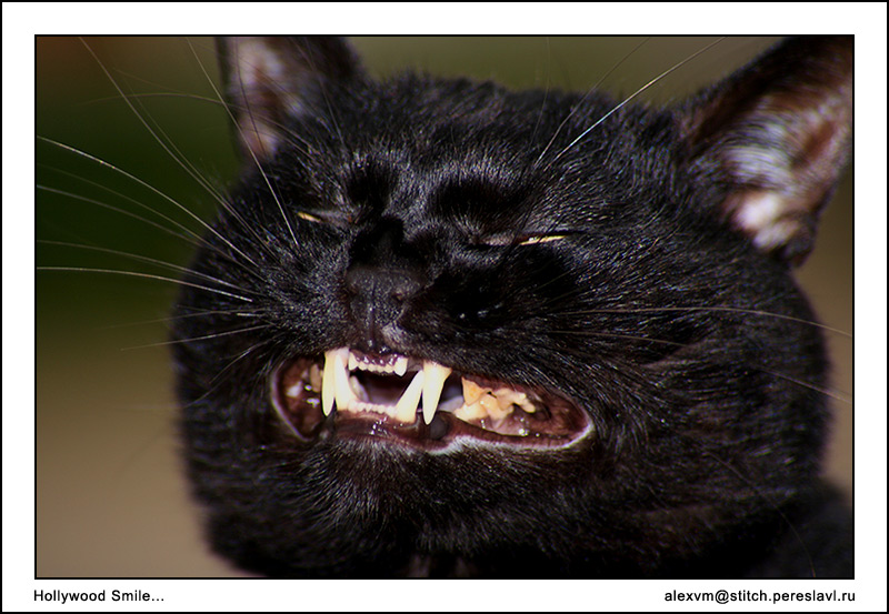 photo "Hollywood Smile" tags: nature, humor, pets/farm animals