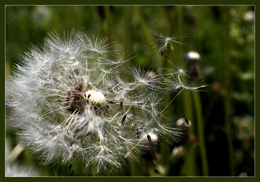 photo "Dancers" tags: nature, macro and close-up, flowers