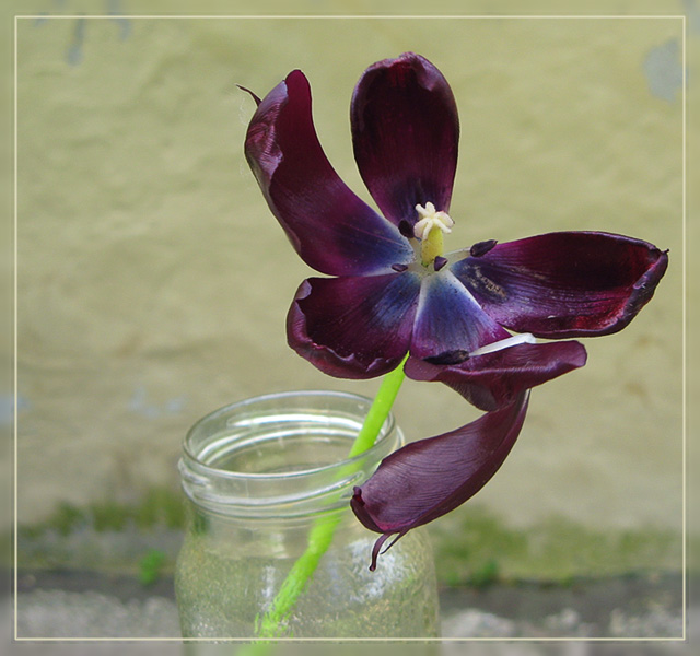 photo "In the bold attempt to live" tags: nature, flowers