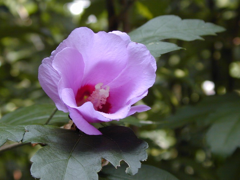 photo "Good Morning Sunshine" tags: nature, macro and close-up, flowers