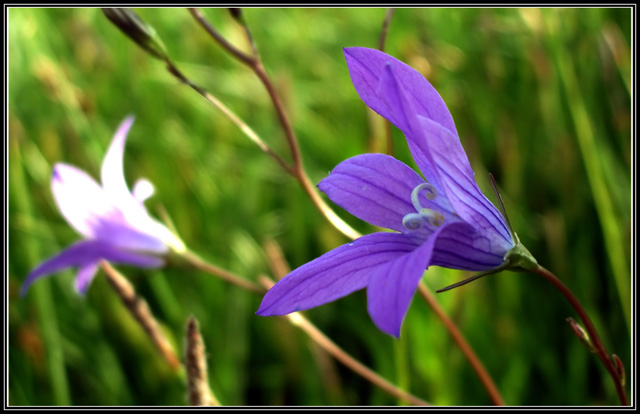 фото "Lily of swamp" метки: природа, цветы