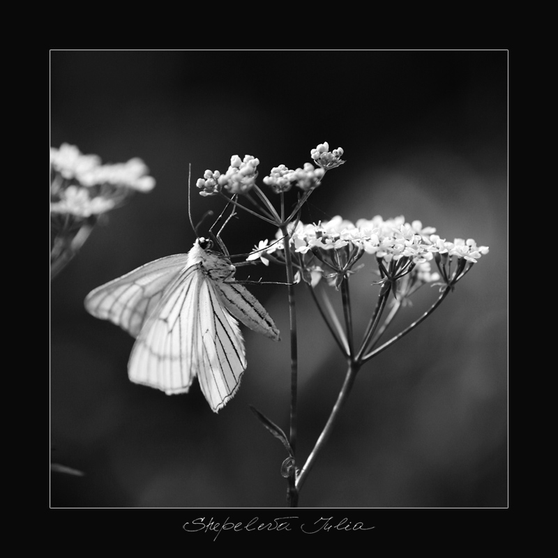 photo "***" tags: nature, black&white, flowers