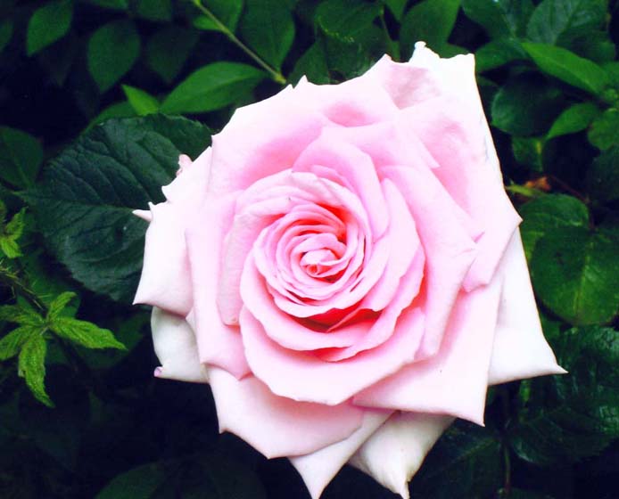 фото "" Pink Lady "" метки: макро и крупный план, природа, цветы