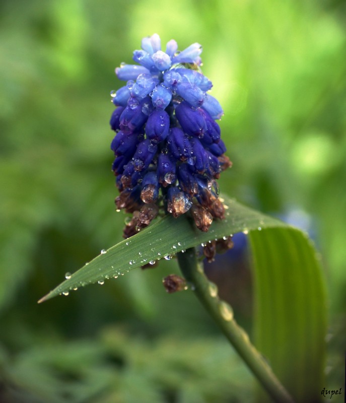 photo "***" tags: nature, macro and close-up, flowers