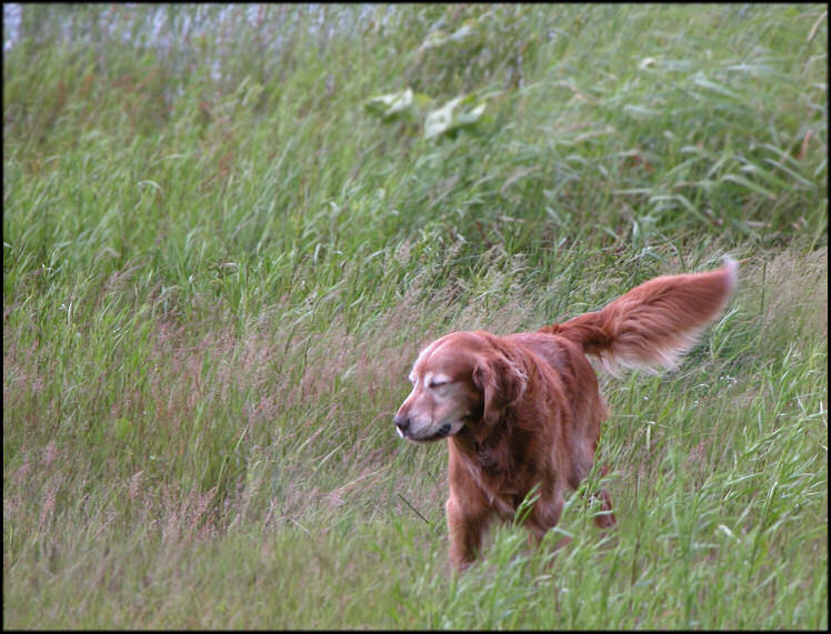 photo "dog in the wind" tags: nature, pets/farm animals