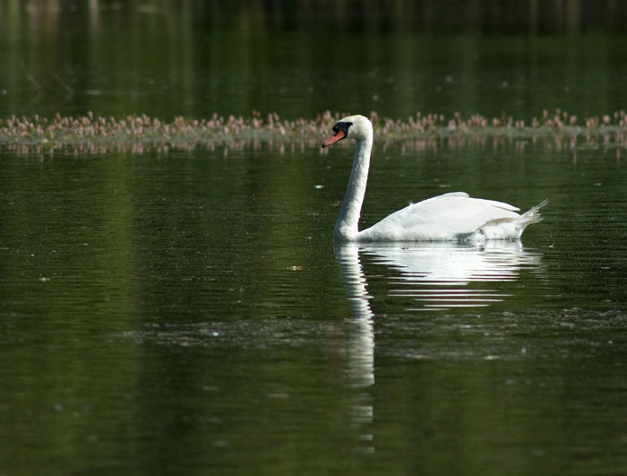 photo "***" tags: nature, wild animals