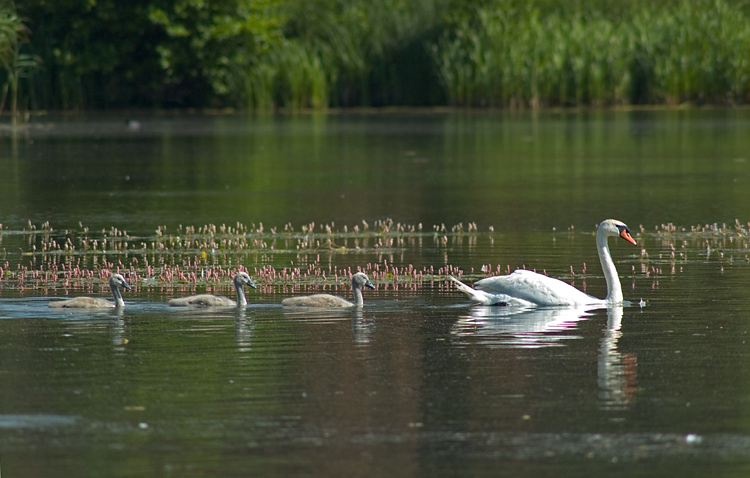 photo "***" tags: nature, wild animals