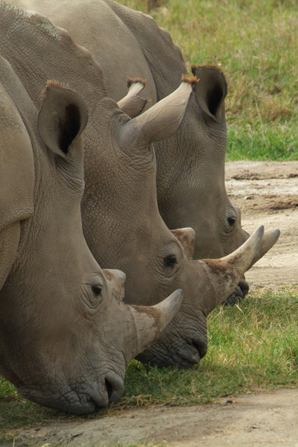 photo "***" tags: nature, wild animals
