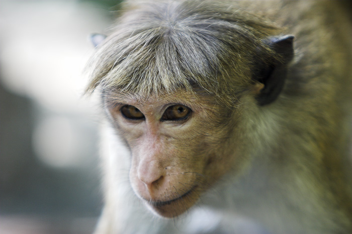 photo "thinking" tags: portrait, nature, wild animals