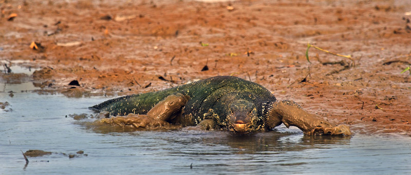 photo "water monitor" tags: nature, wild animals