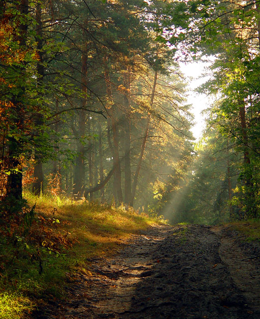 фото "Лесной дорогой." метки: пейзаж, лес, лето