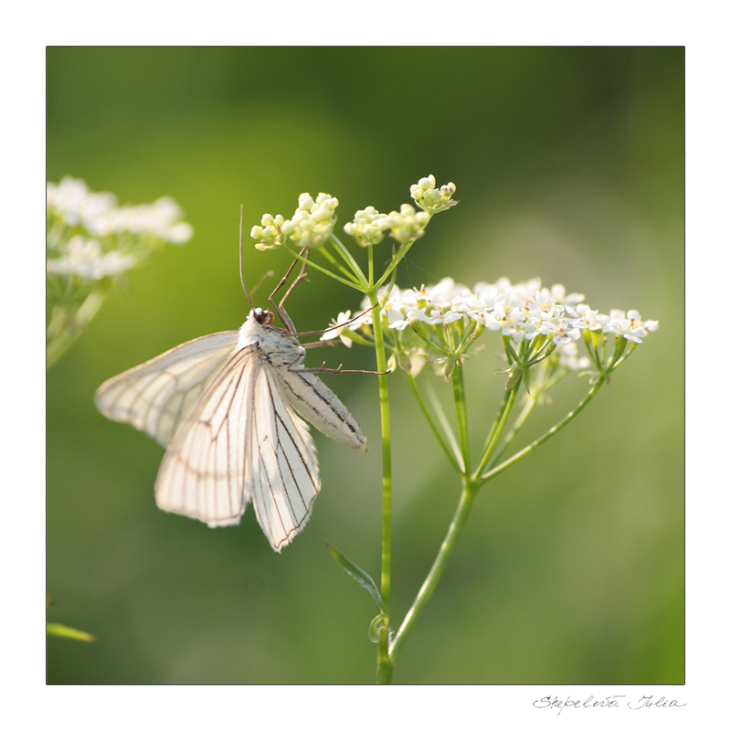 photo "***" tags: nature, insect