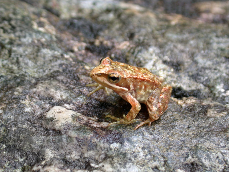 photo "The little Frog of River" tags: portrait, nature, pets/farm animals