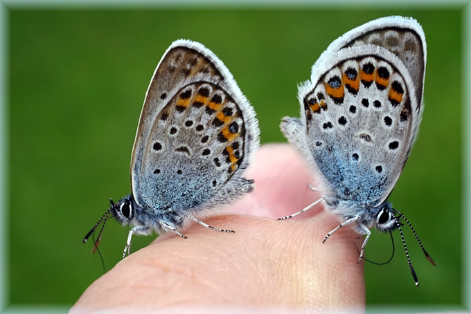 photo "At the finger" tags: nature, insect