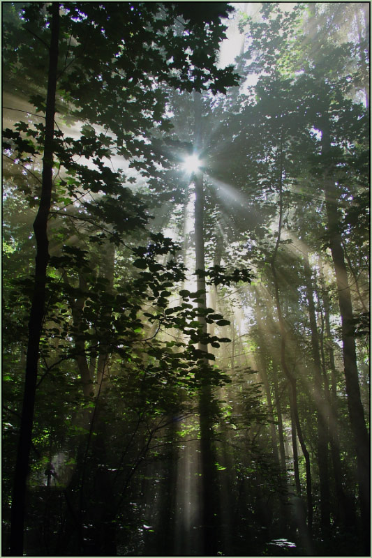 photo "Beans" tags: panoramic, landscape, forest