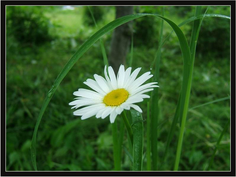 photo "***" tags: nature, macro and close-up, flowers