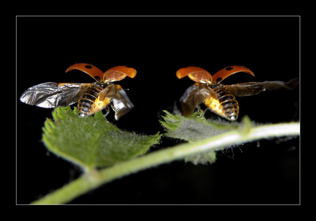 photo "***" tags: macro and close-up, nature, insect