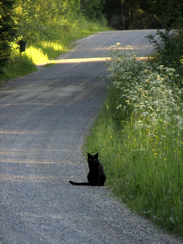 photo "Summercat" tags: landscape, nature, pets/farm animals, summer