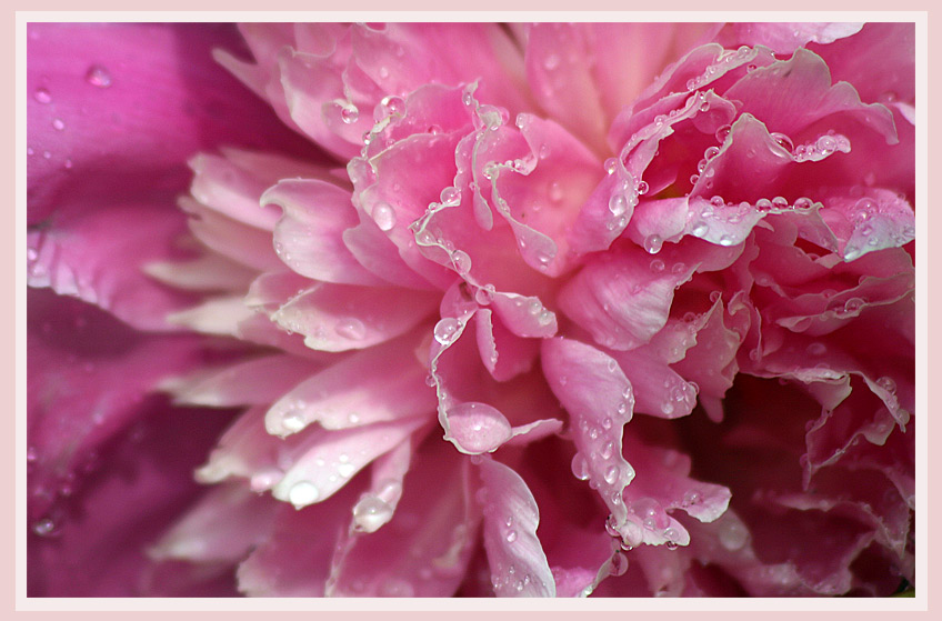 photo "After rain" tags: nature, macro and close-up, flowers