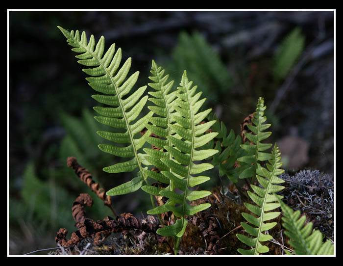 photo "polypodium" tags: nature, flowers