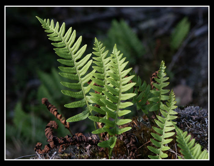 фото "polypodium" метки: природа, цветы