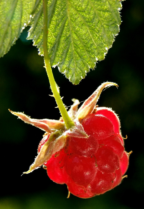 photo "***" tags: macro and close-up, nature, flowers