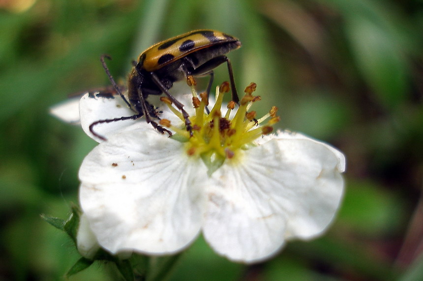 photo "Simple beetle" tags: nature, insect