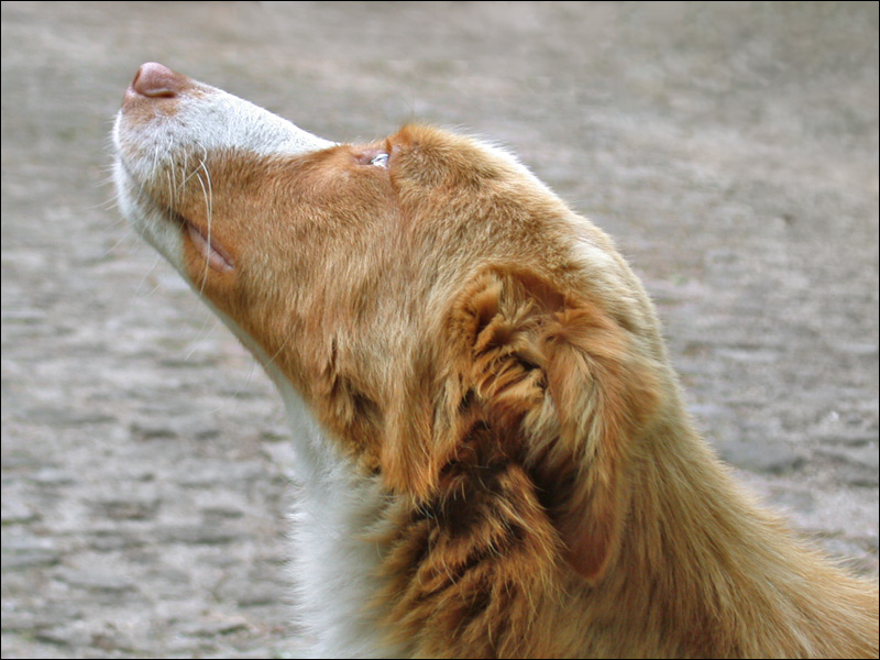 photo "My camping Friend" tags: portrait, nature, pets/farm animals