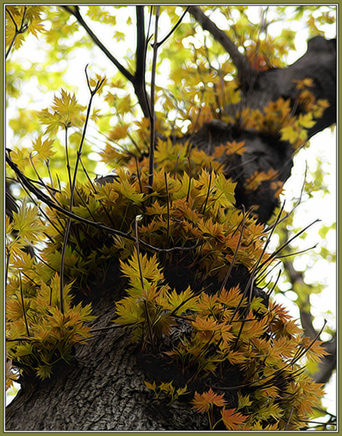 photo "Whether Autumn, whether Spring" tags: landscape, nature, flowers, forest