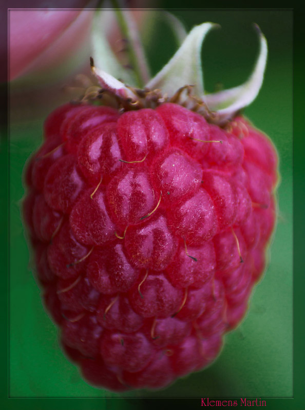 photo "Raspberry of my garden" tags: macro and close-up, nature, flowers