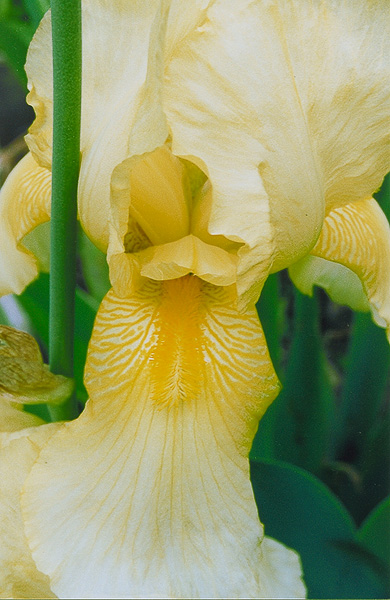 photo "Iris" tags: nature, flowers