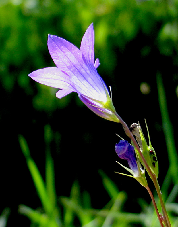 photo "Handbell" tags: nature, macro and close-up, flowers