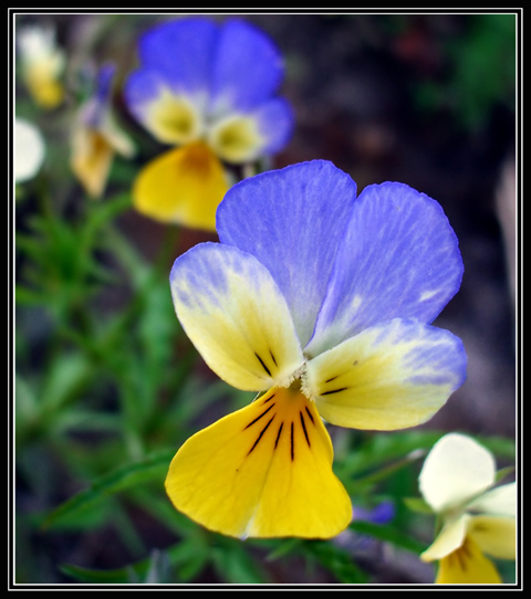 фото "Flower of Ukraine" метки: природа, макро и крупный план, цветы